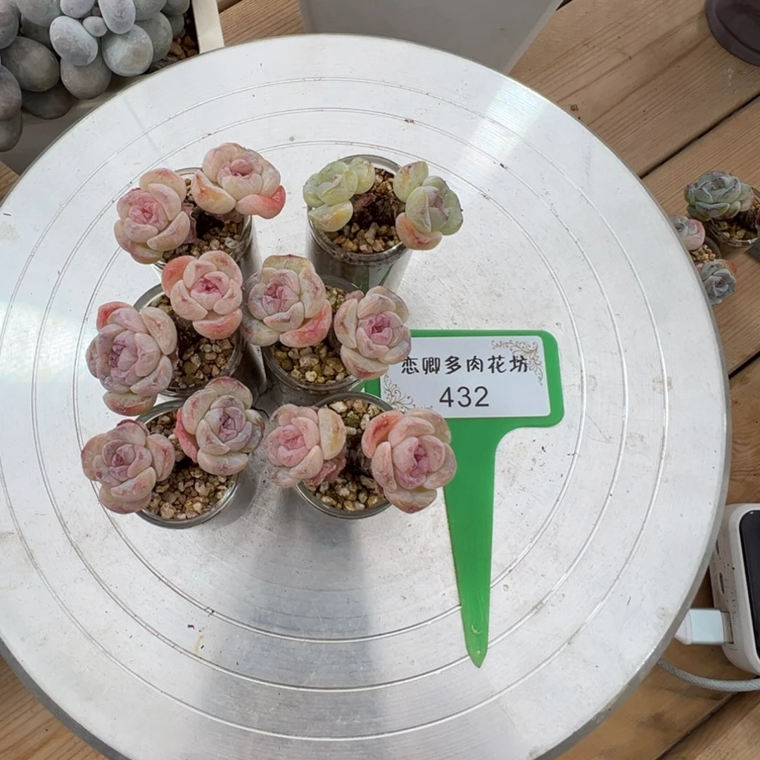 桃****432糖心组合5颗0000