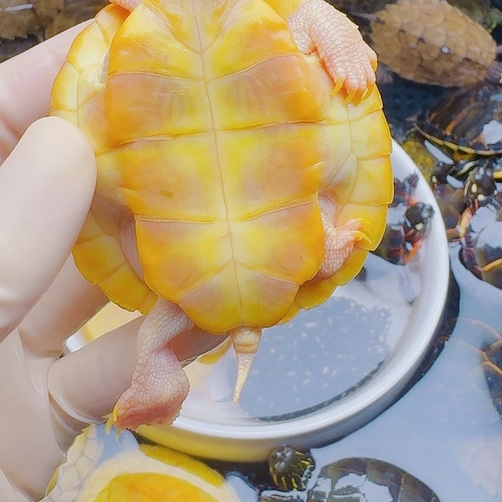 我***雪绿毛龟母222222222222