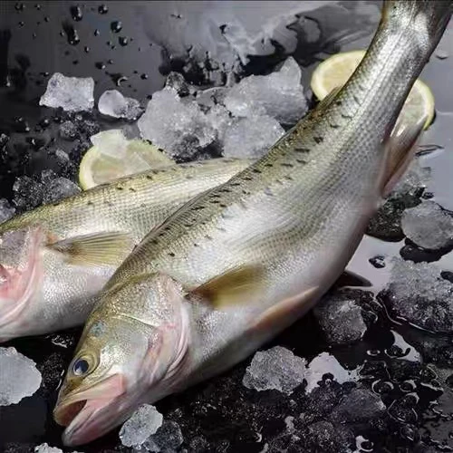 海鲈鱼（1.7斤左右/条）3条4.8-5.2斤