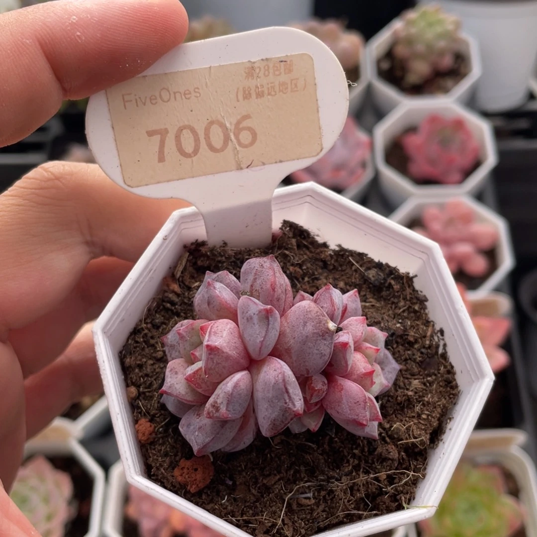 蓝宝石7006-4.5厘米