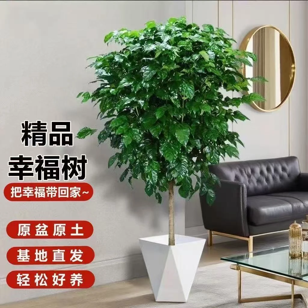 幸福树客厅大盆栽四季常青新家吸甲醛净化空气好养大绿植绿宝植物