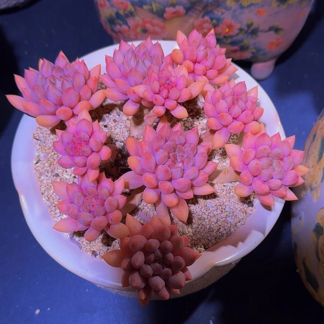 红蜻蜓 老桩 一物一拍