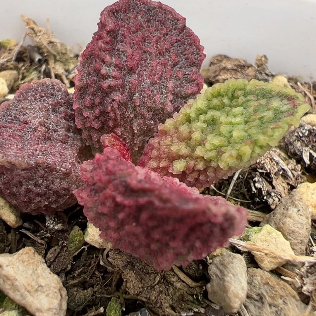 实生新品多肉植物水泡多肉植物