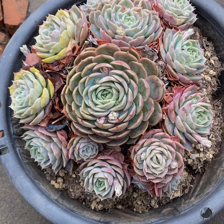 昂斯洛老桩无砍捧花1号