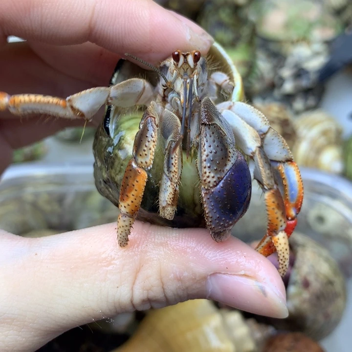 39h微磨尖1.6口西伯紫钳子