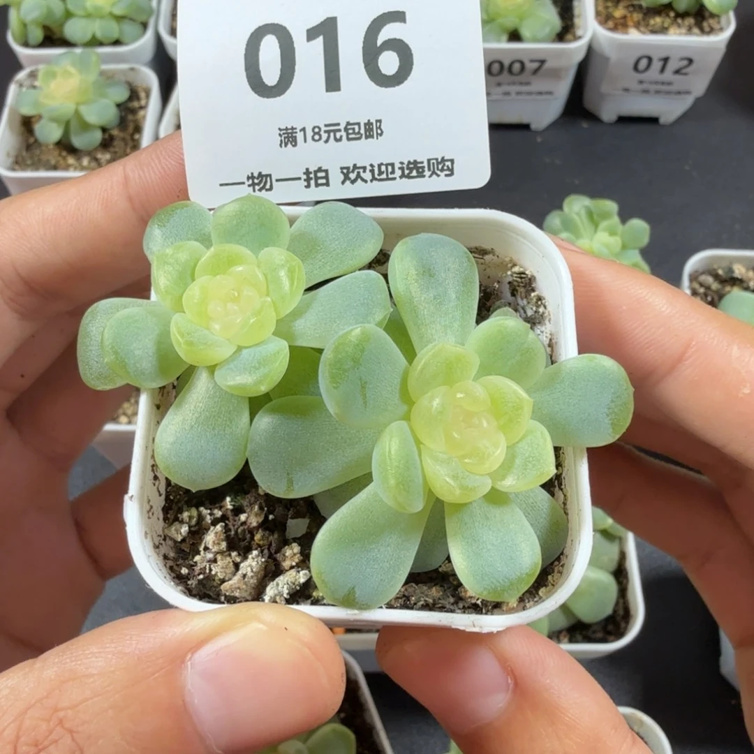 双头无尽灯一物一拍016