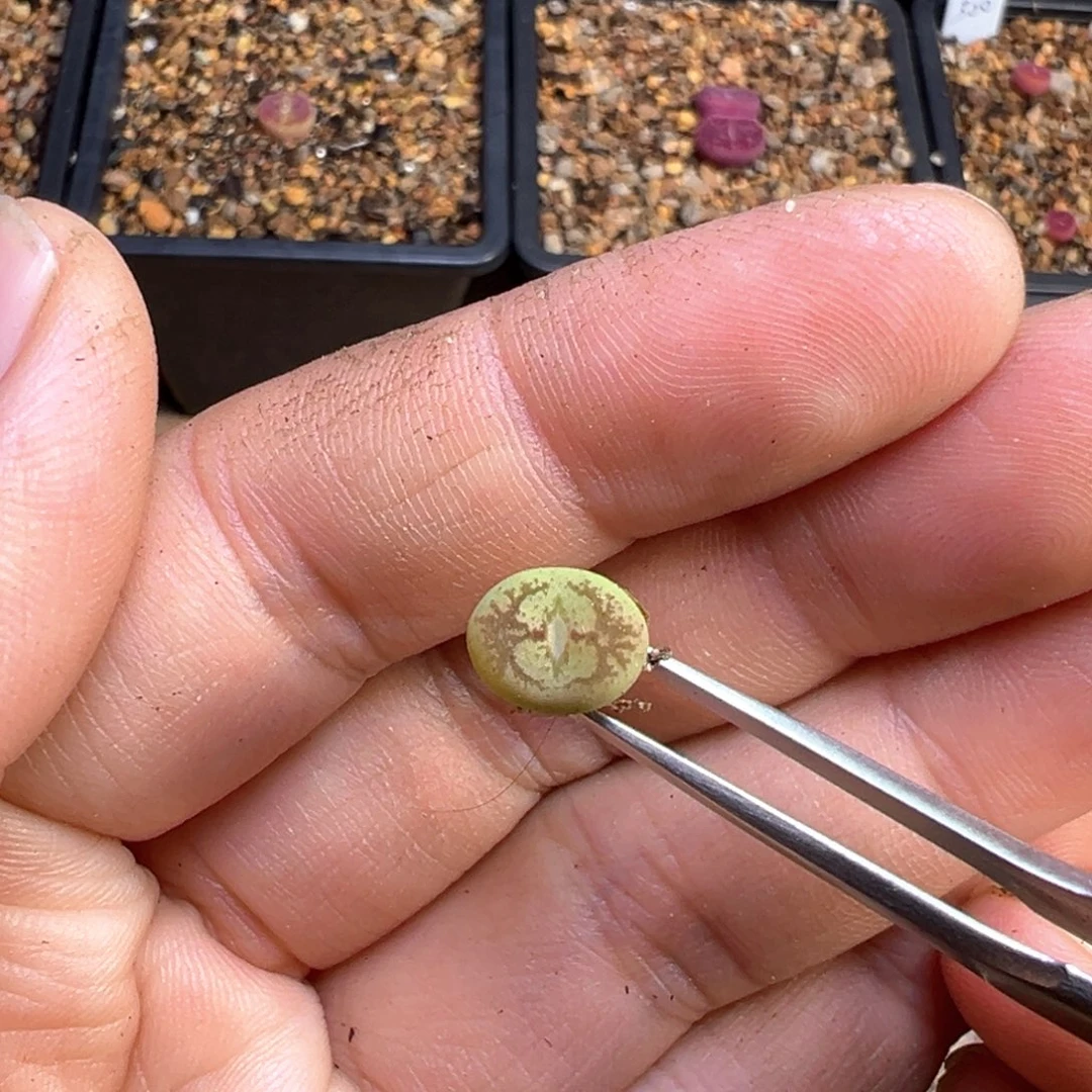 多肉单头优选杂交一棵 特