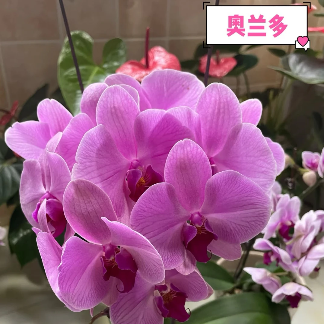 蝶兰轩【奥兰多】精品蝴蝶兰 基地直发