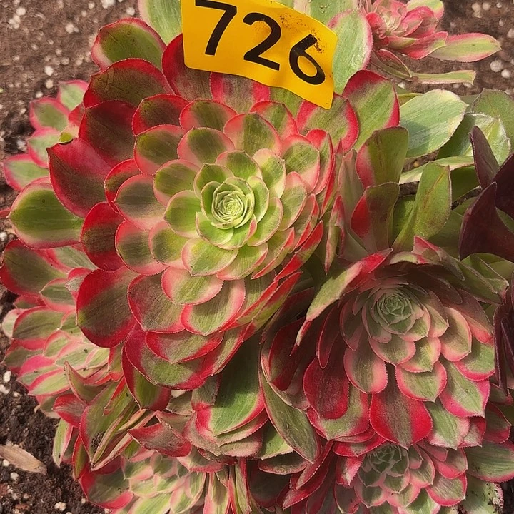 多肉植物福利726