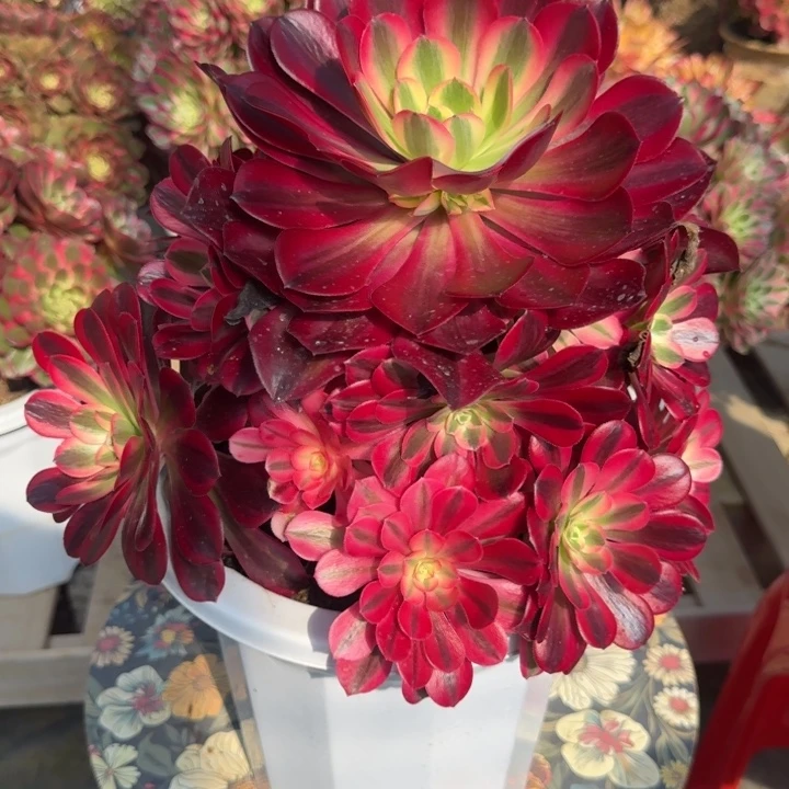 花好月又圆0330～19