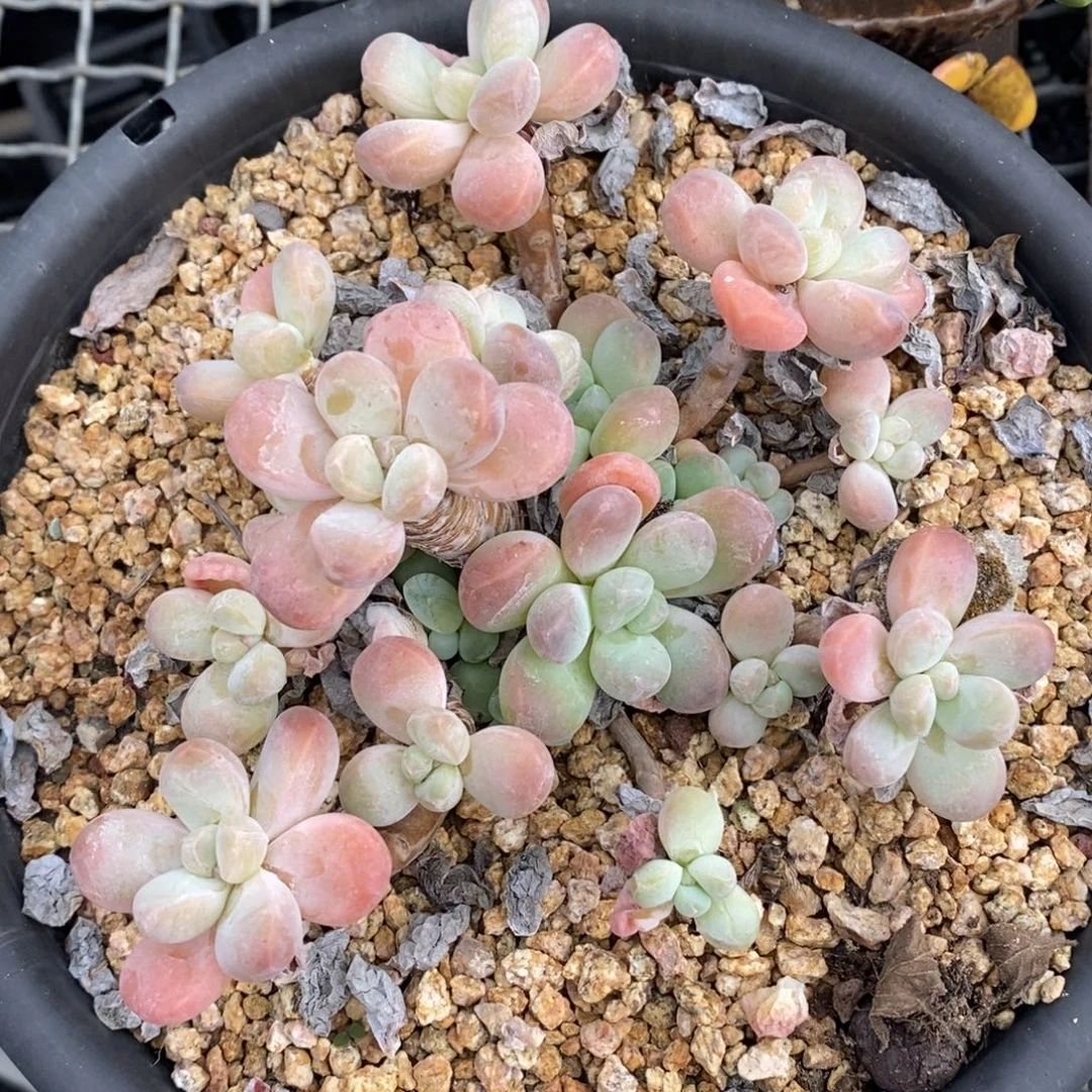 香玉老桩非偏远包邮