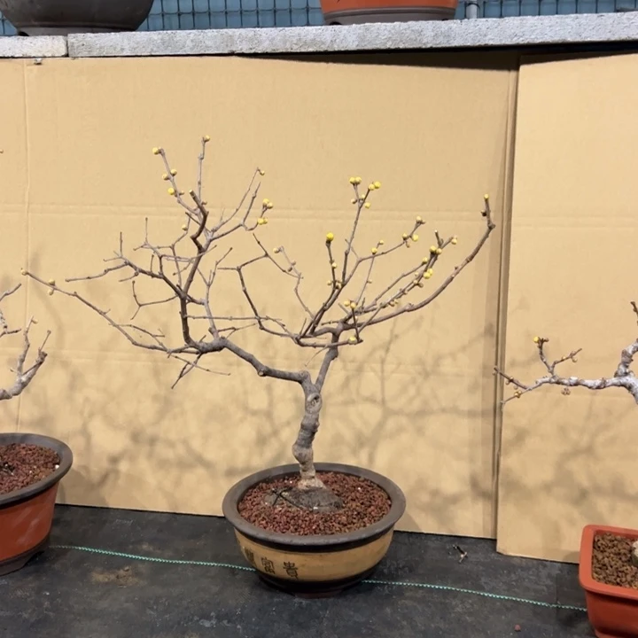 闲***开无花朵腊梅盆景腊梅盆景腊梅盆景