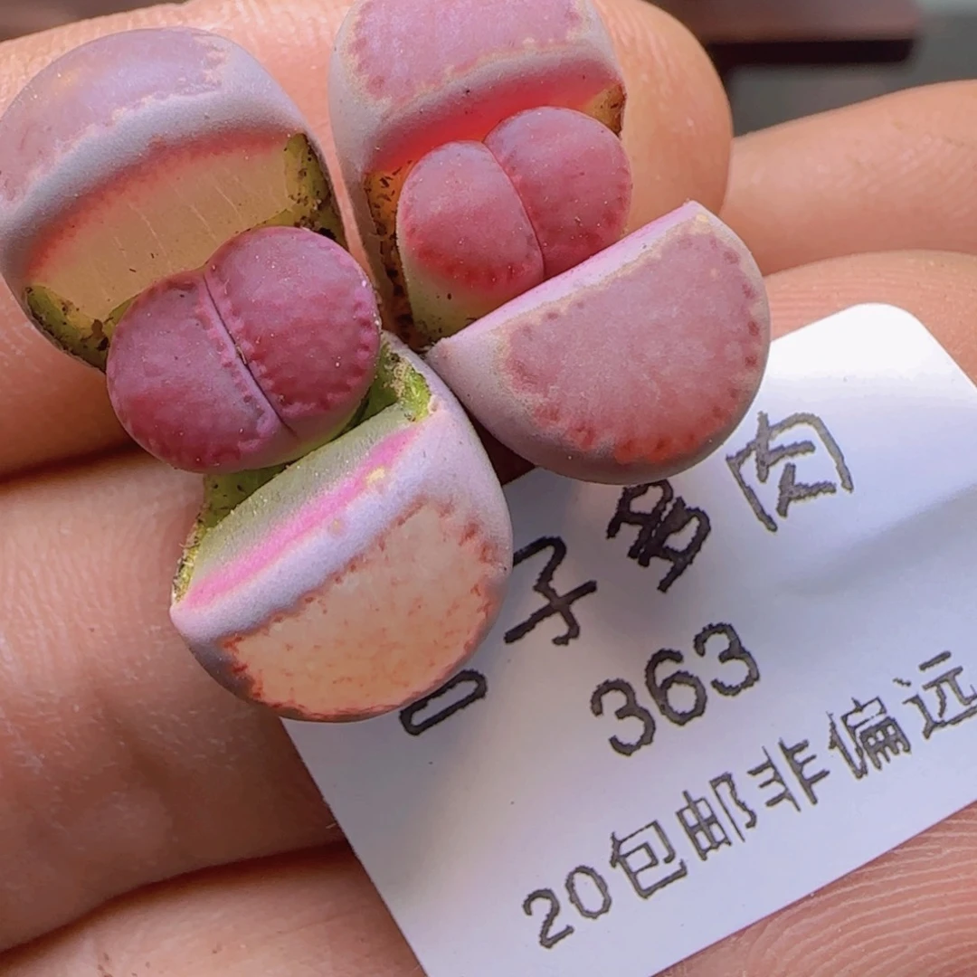 紫饼两颗福利。