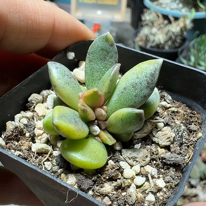 689松虫水泡锦带盆发货