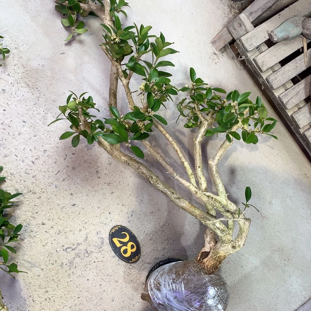 园***丁无花朵一起为梦想而加油啊