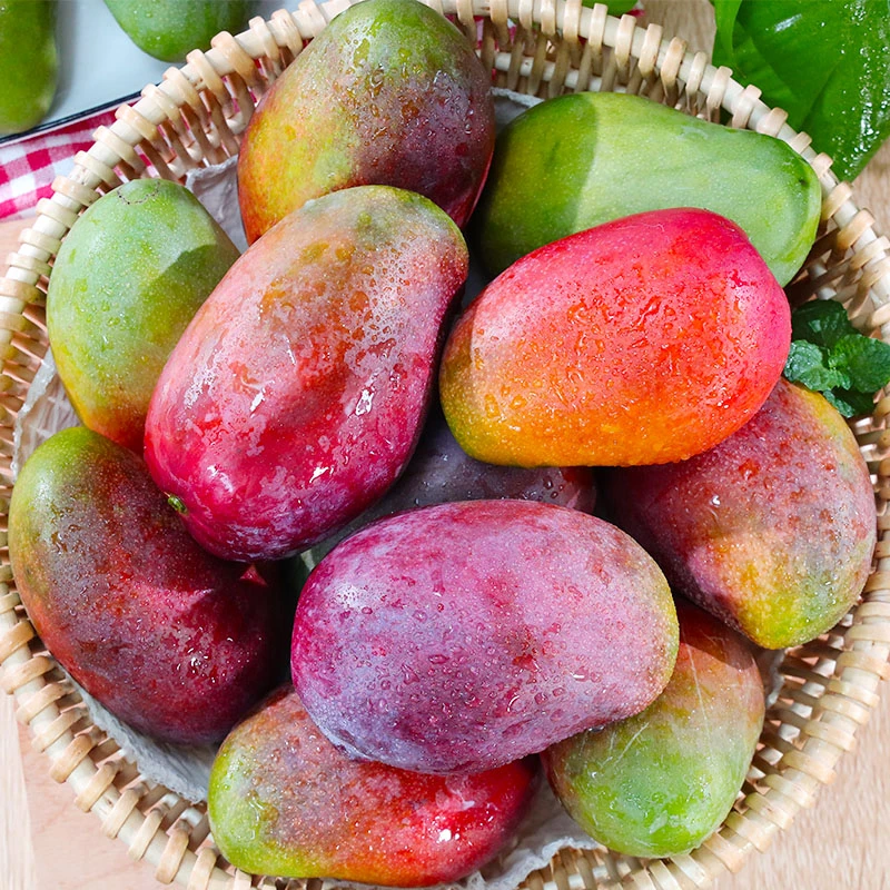 【精选果】彩虹芒苹果芒新鲜水果香甜细腻多汁5/9斤装