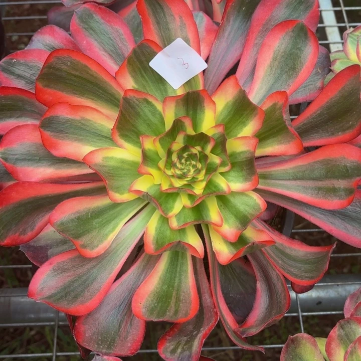 云南魔女好看3号拍拍拍