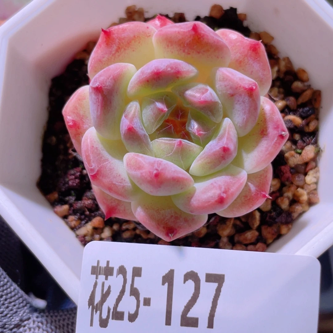 花利美25-127秘境冰魄