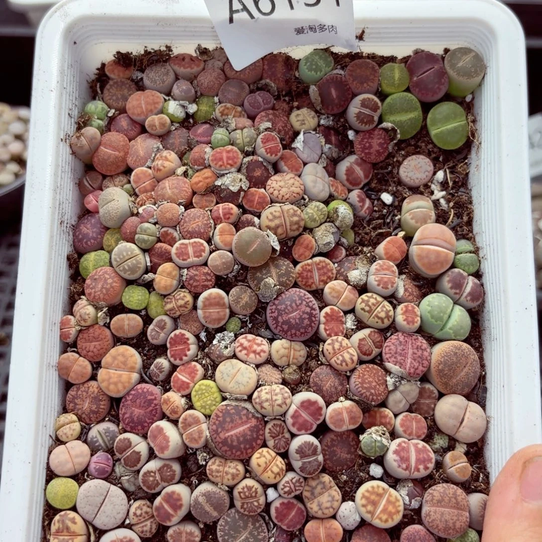 6131–生石花 生石花