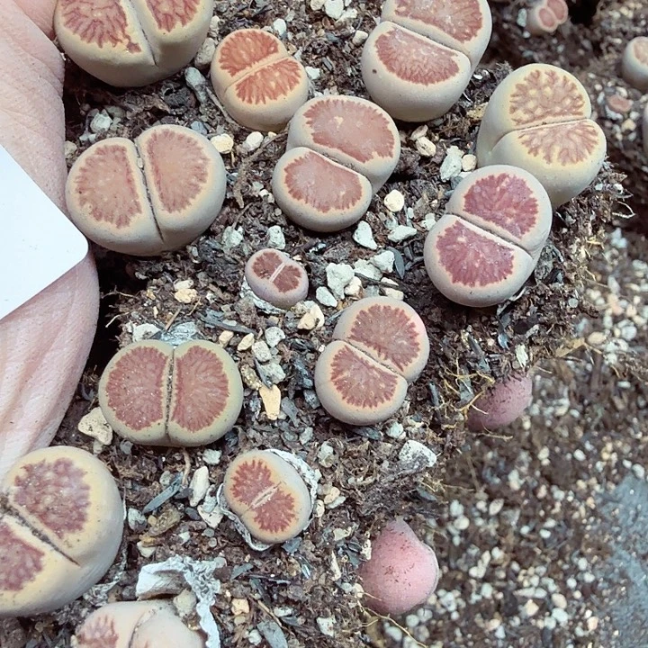 不要说对不起哦635好