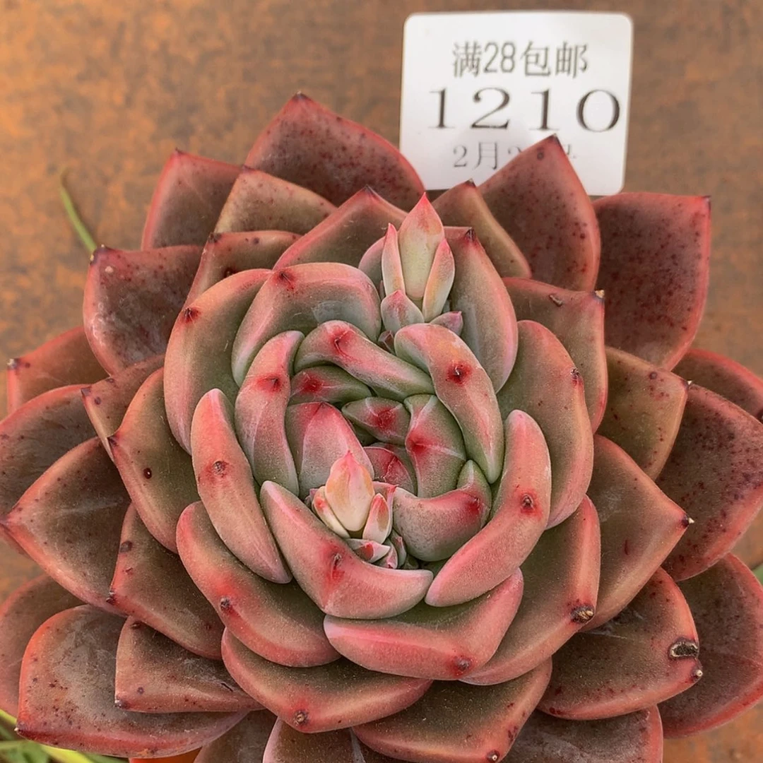 【闪购商品】云1210