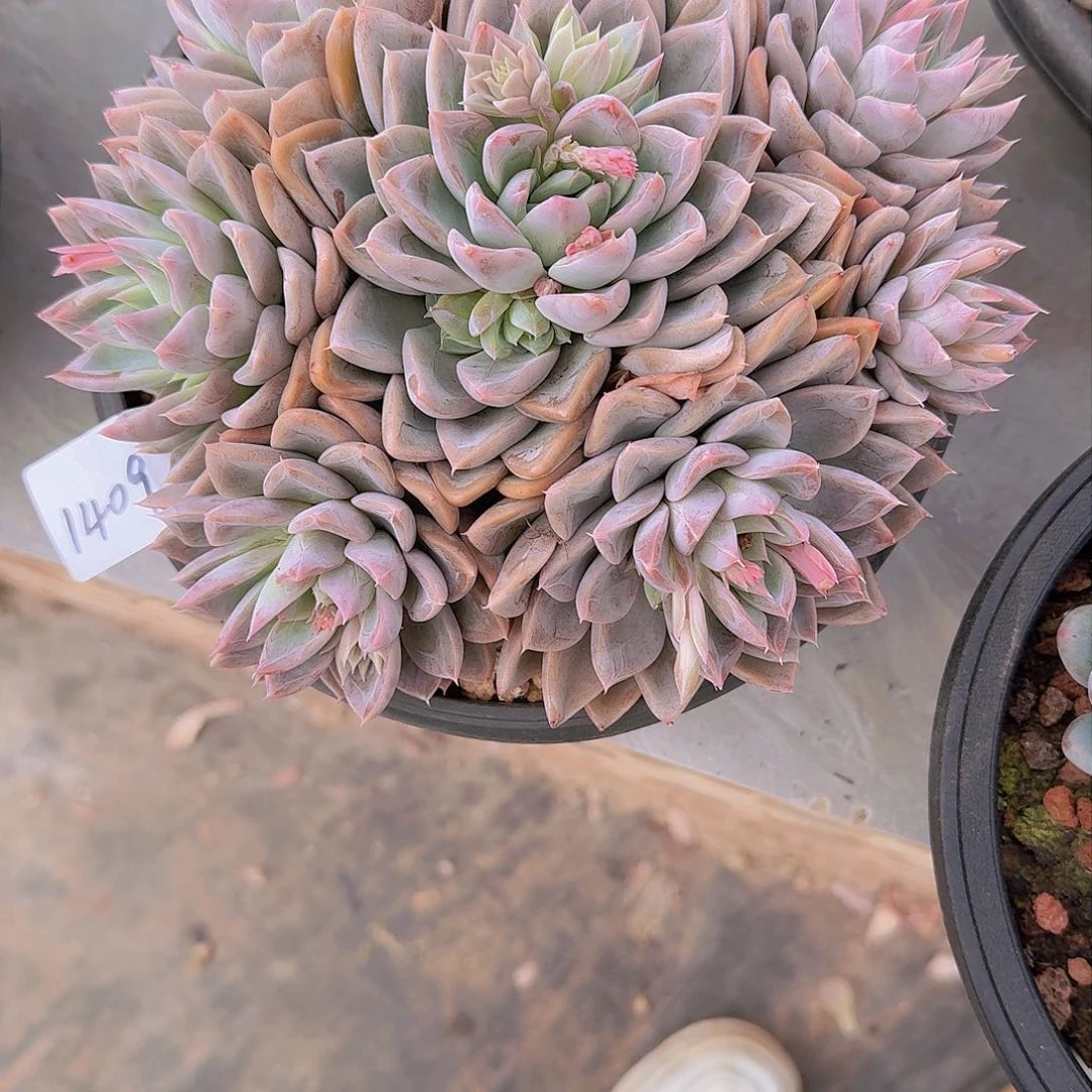 飞**天1409钻石安妮多肉