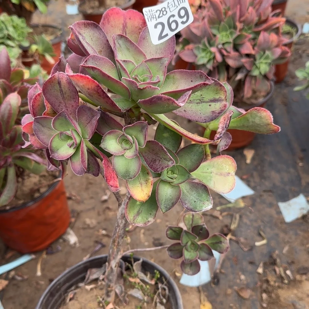 红富士多肉269满28包邮断枝不包