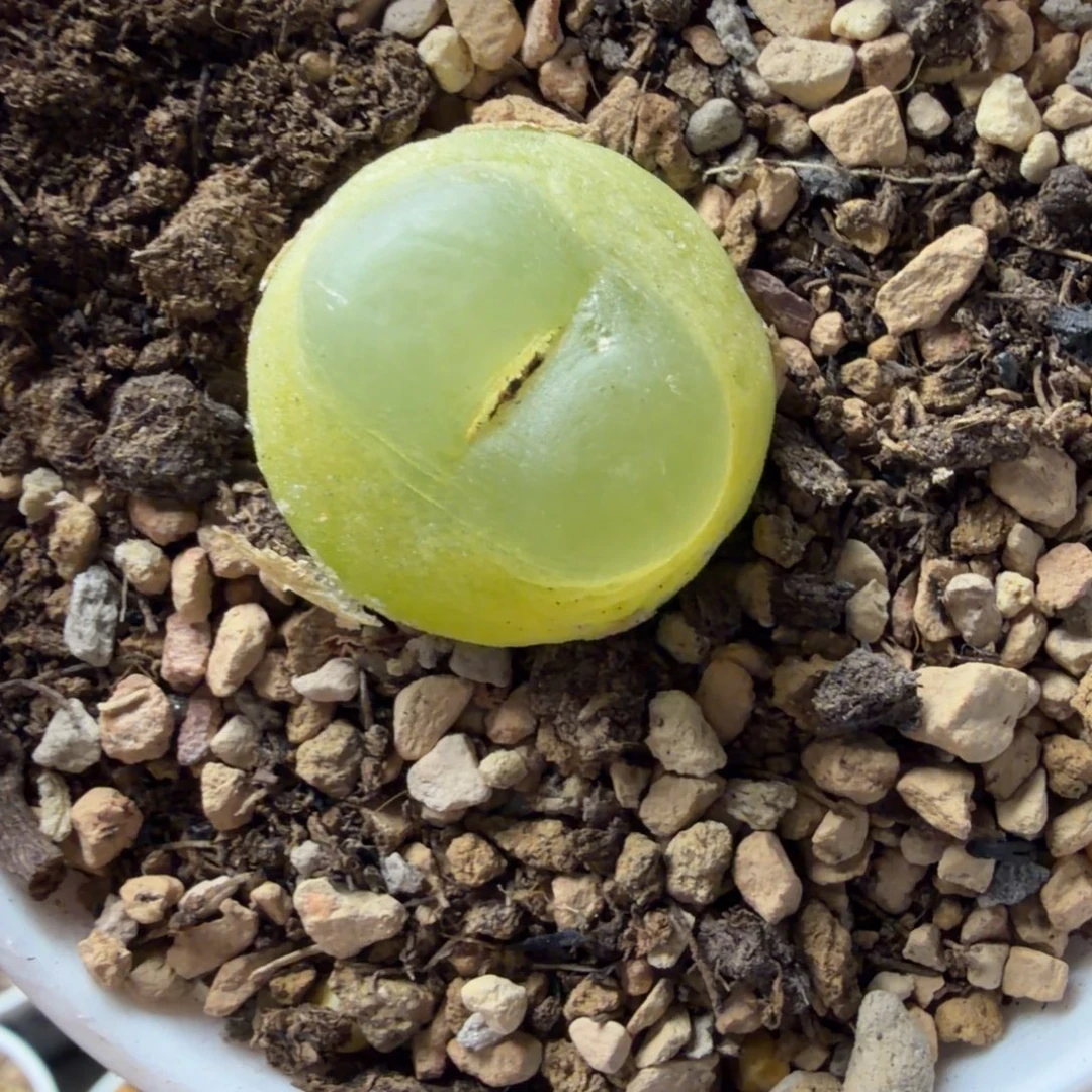 2.2公分5年母本拉登福利622号