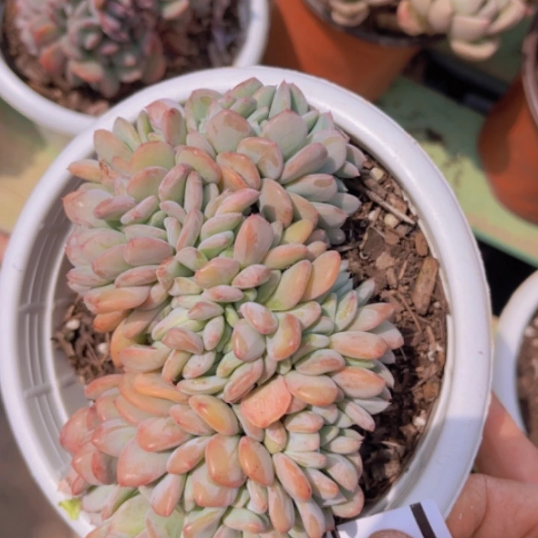 【闪购商品】玛瑙缀0884