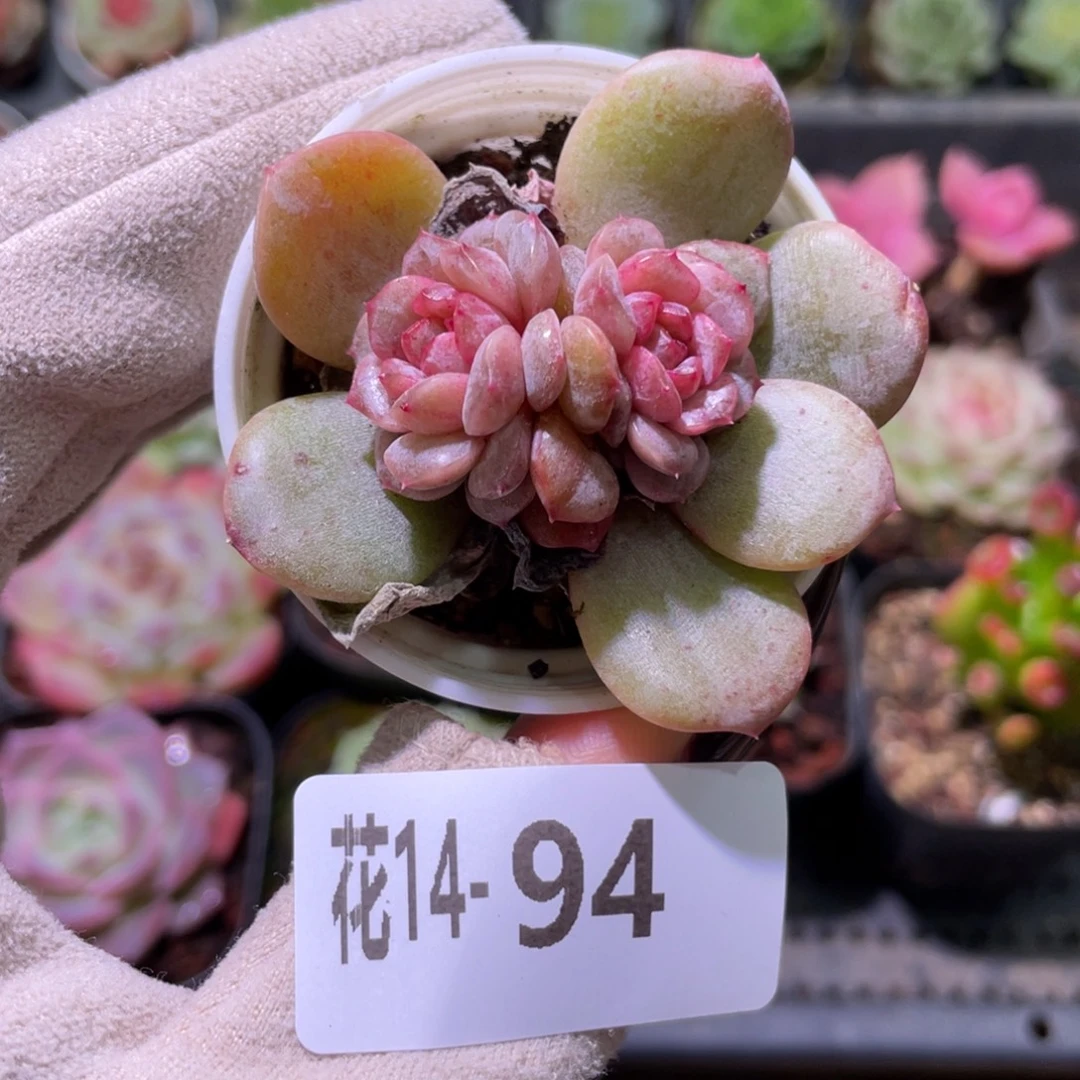 花利美14-94新品双心