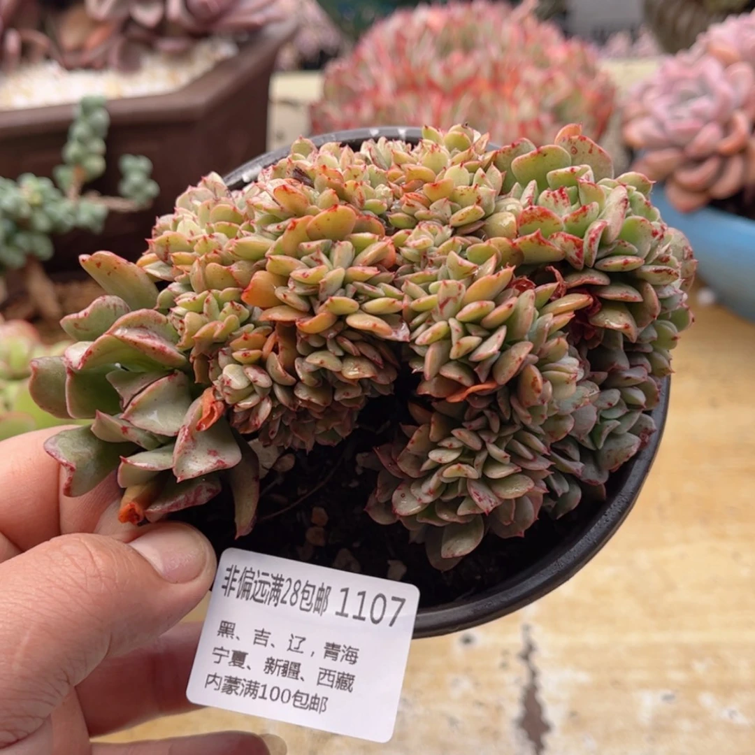 【闪购商品】1107黑鹰缀