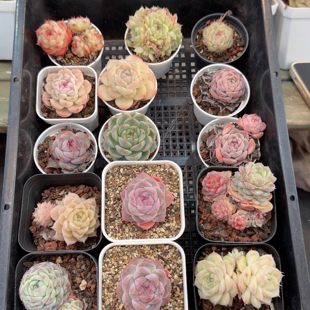 框拍框拍0214-19