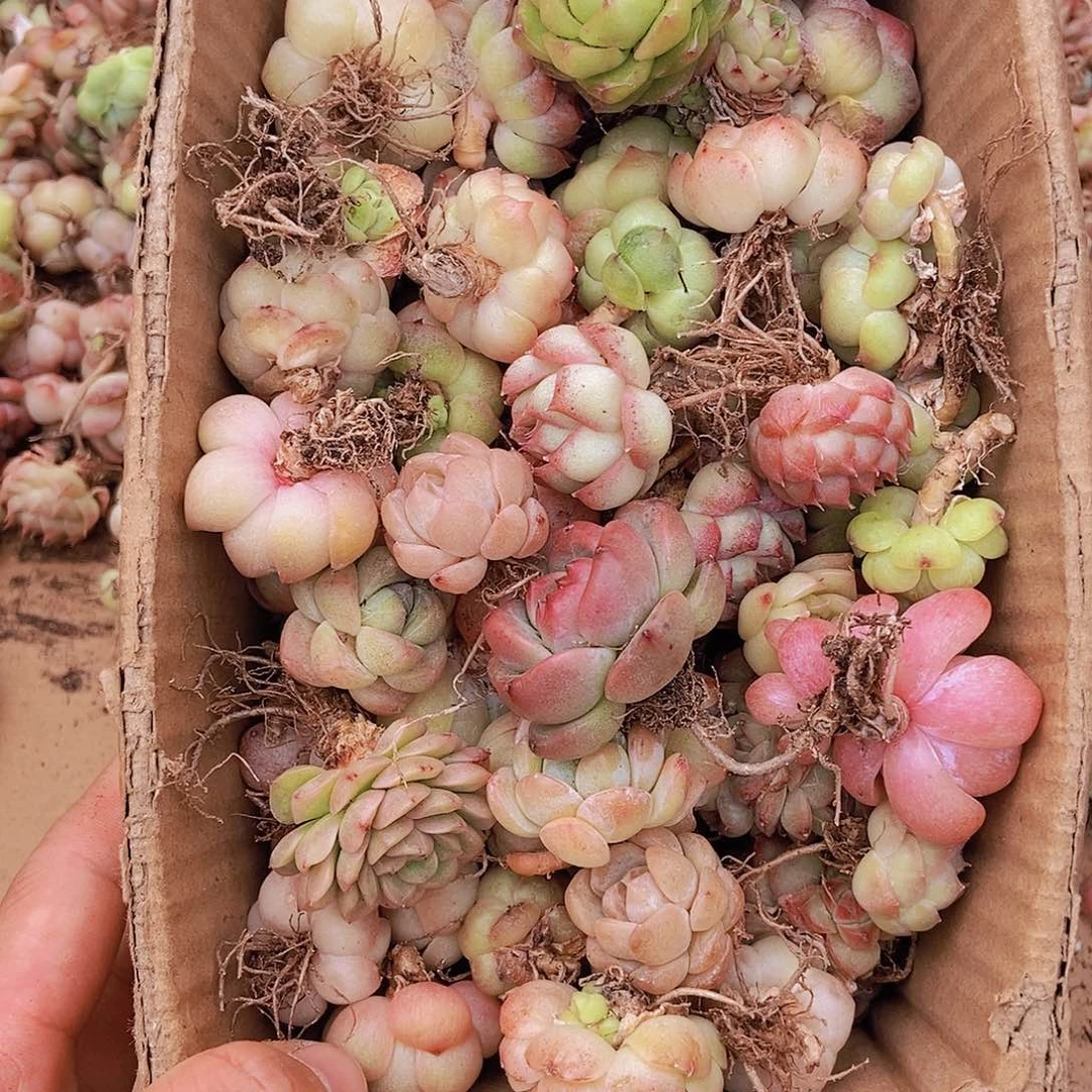 000000000000002量拍保底50颗