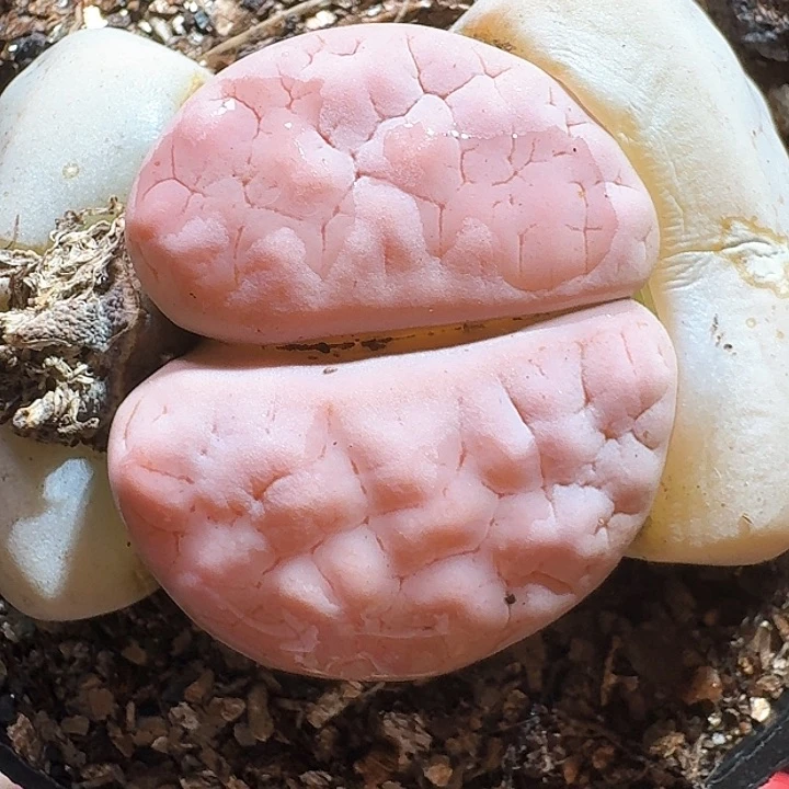 生石花2233:3。  209