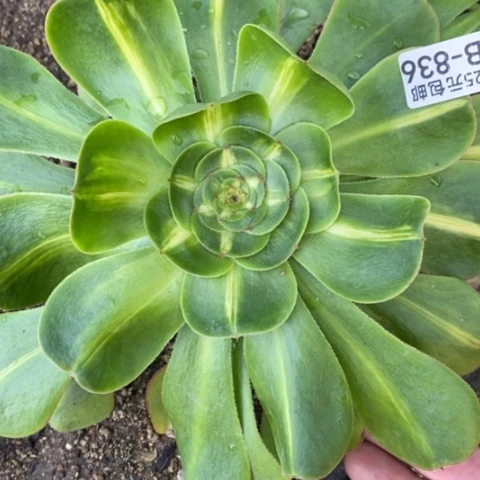 836暴君满25包邮多肉