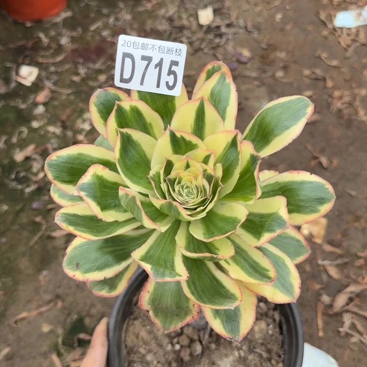 艳姿锦……多肉植物……