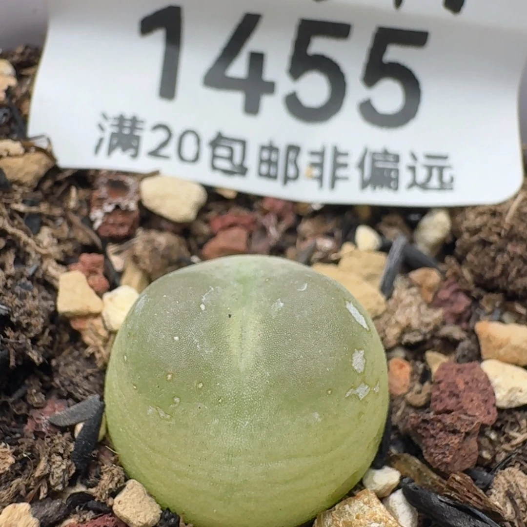 拉登1.4➕带盆土     1200有瑕疵