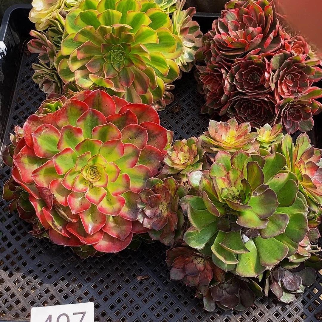 上古园艺多肉植物497