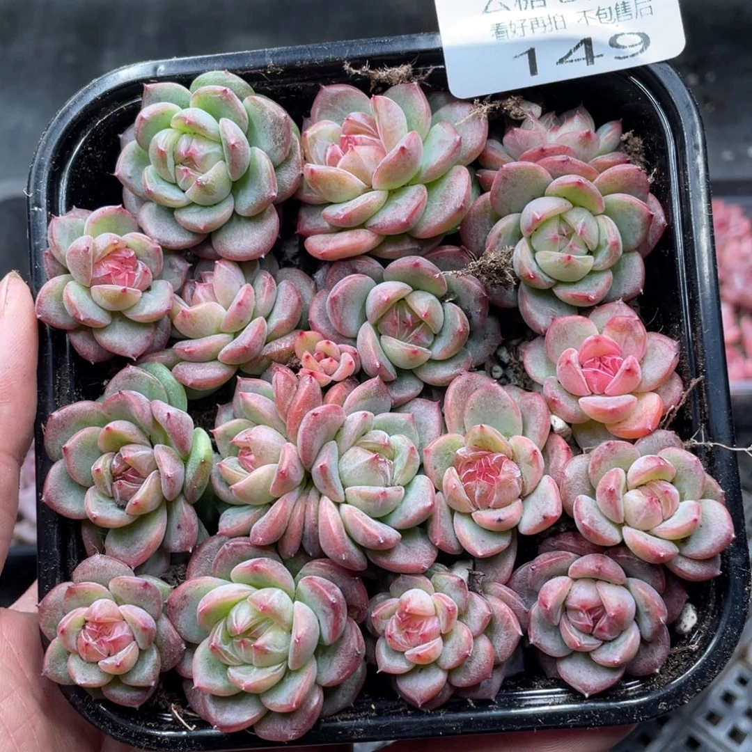 云糖心多肉植物149