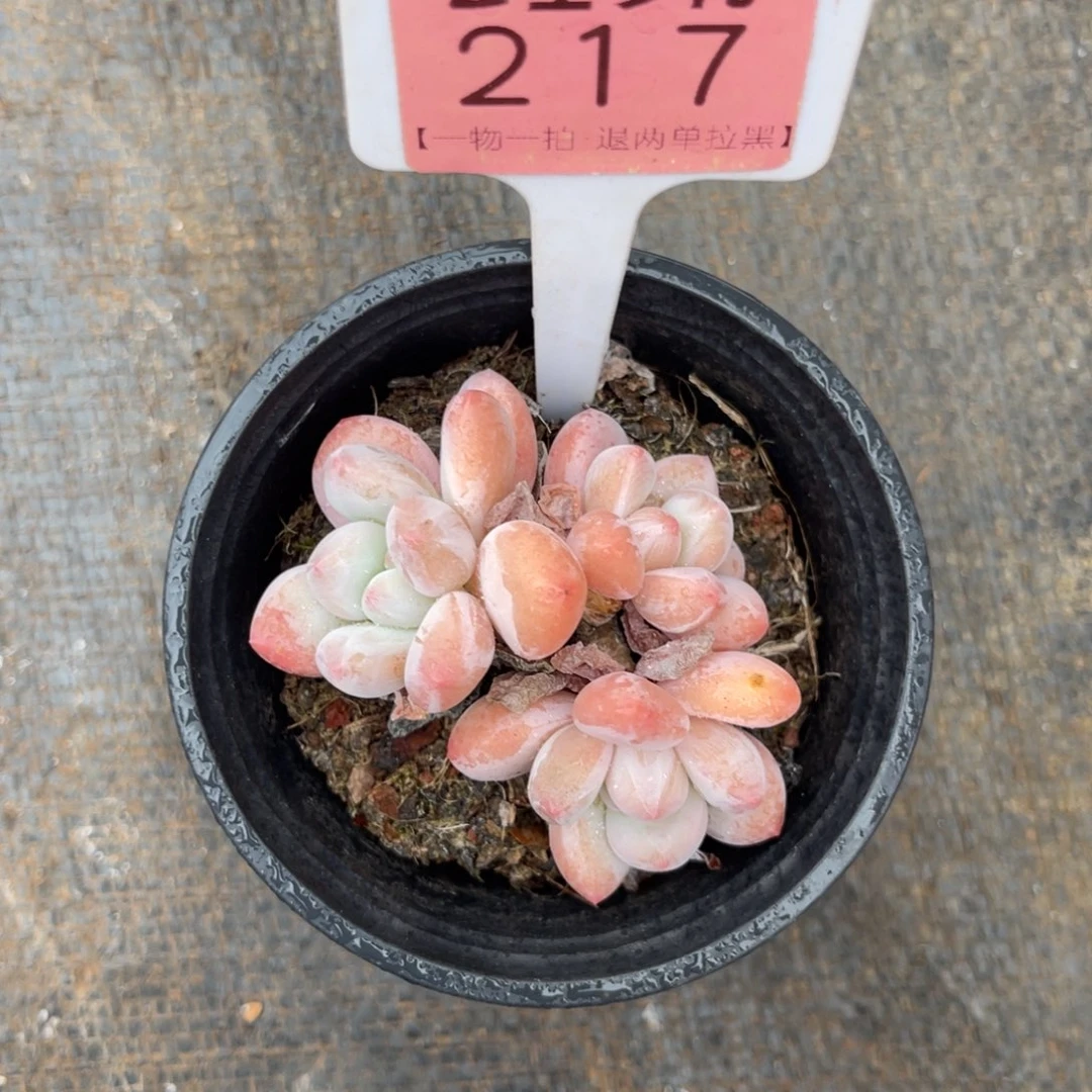 媛***~云尘多肉一物一拍217