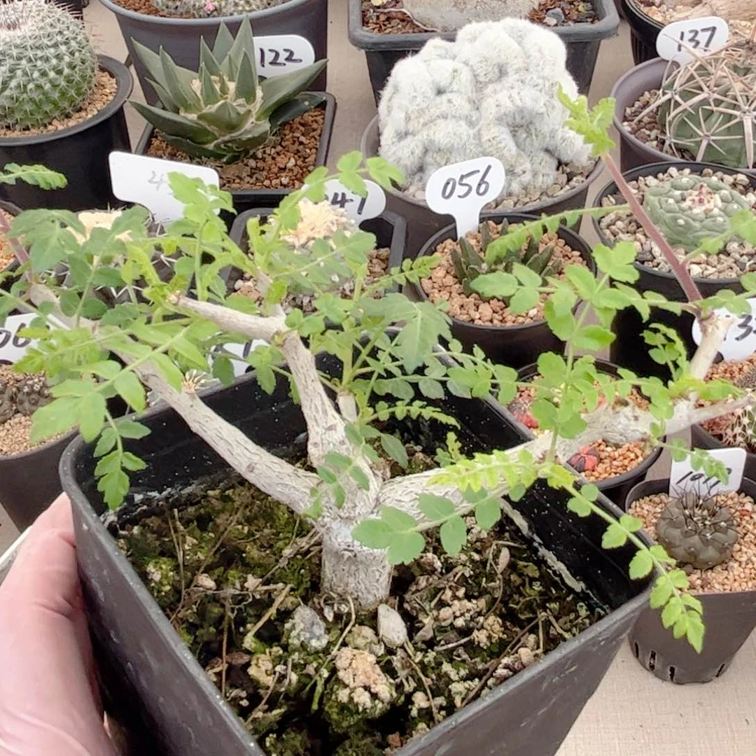 实生尼勒达乳香