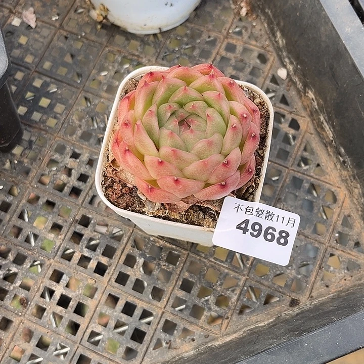 阿雅园艺。       4968