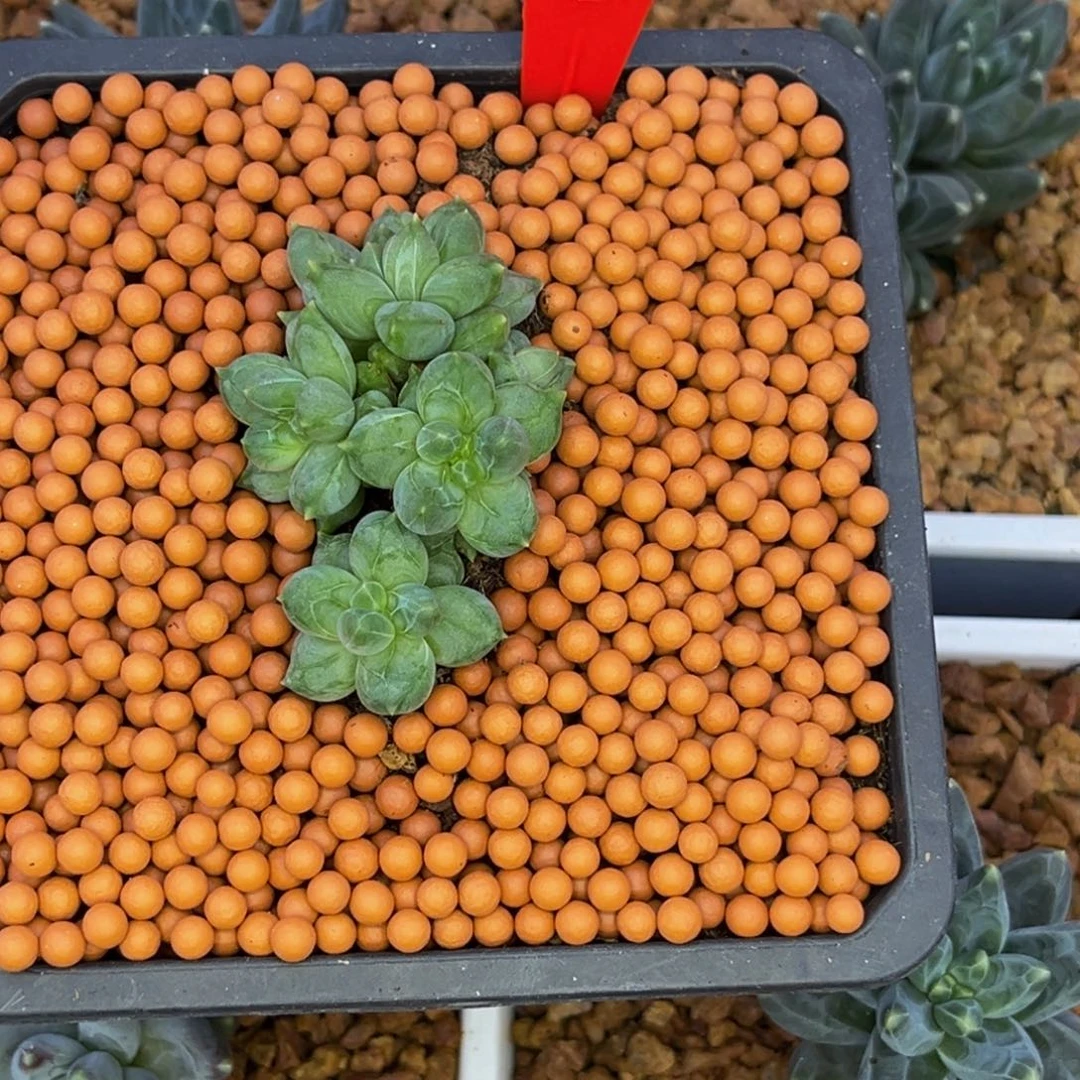 ****音小姐姐的多肉植物群生