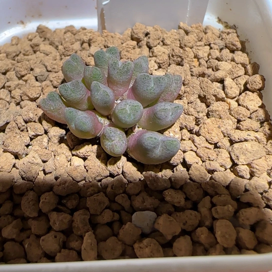 肉锥多肉植物组合-济公帽母本286