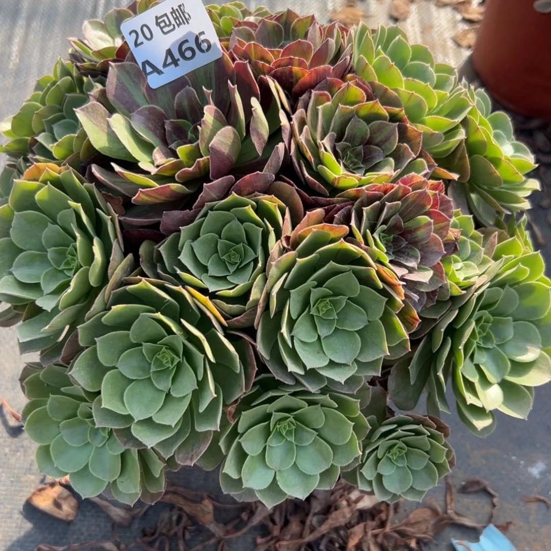 466花月夜，多肉法师