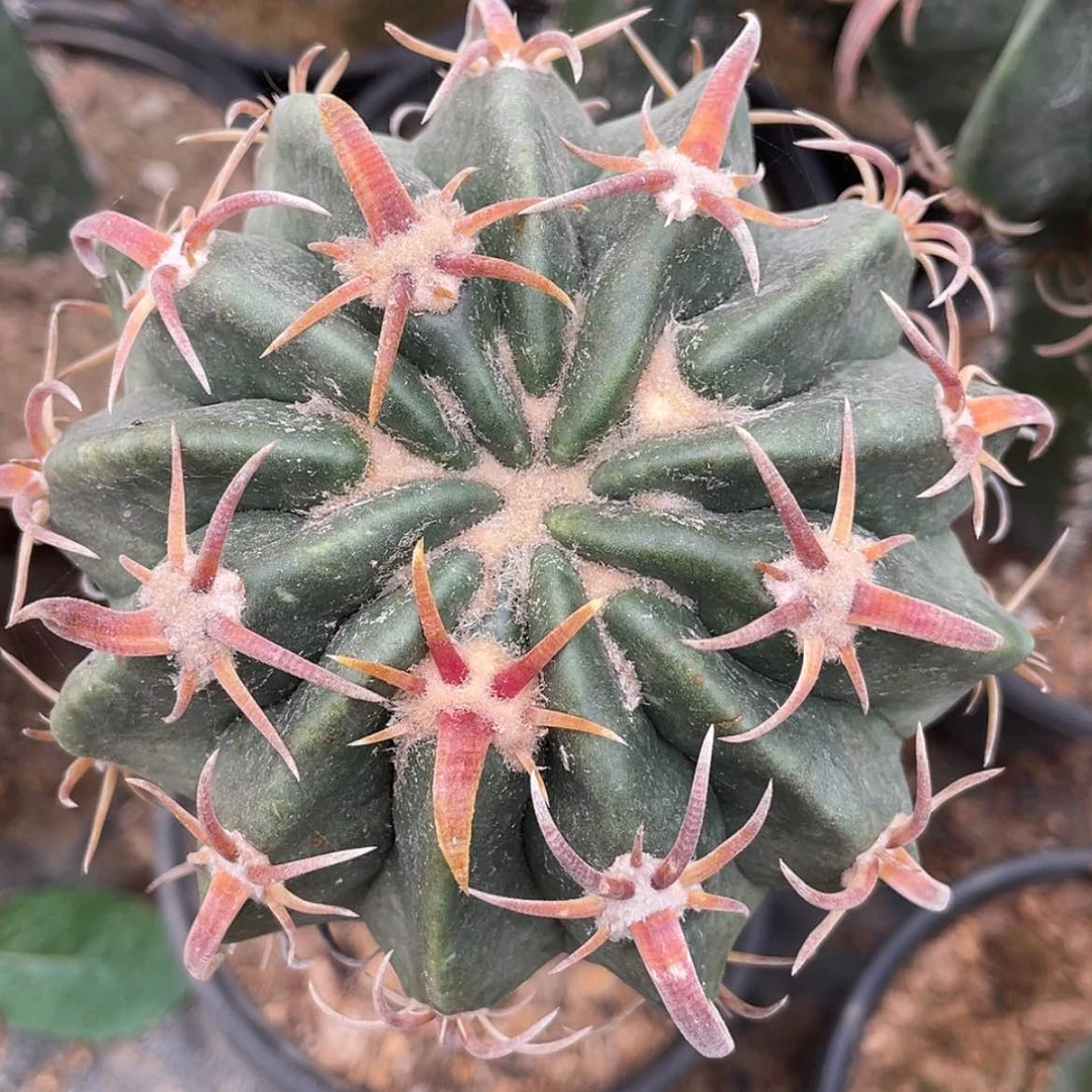 【闪购商品】武藏凌波苗接6666