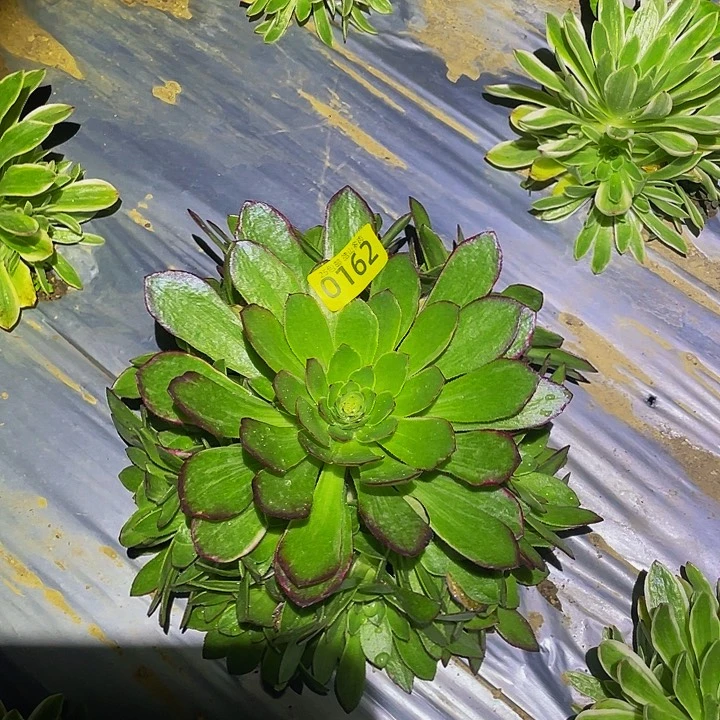 9162孔雀翎多肉植物