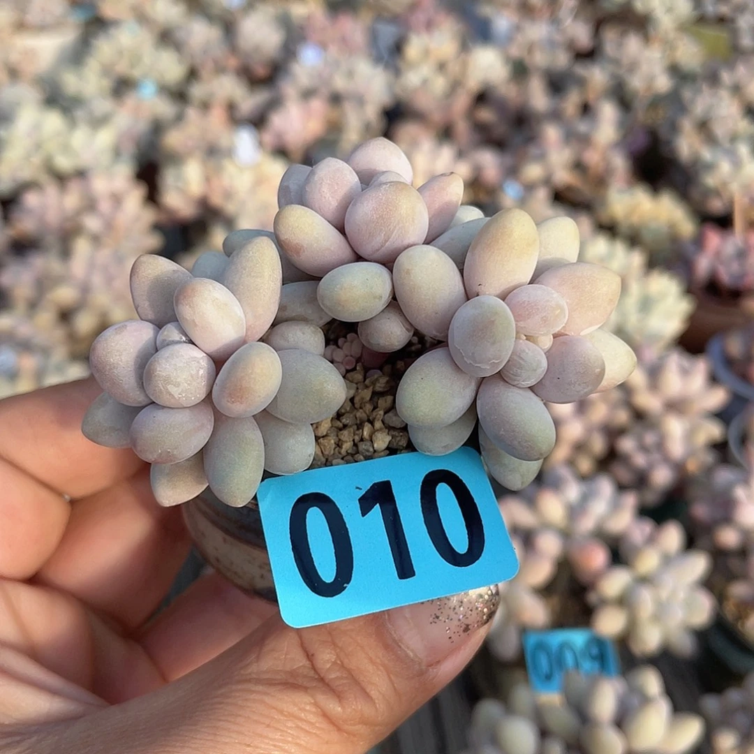 奶杂 脱土发货 5口盆