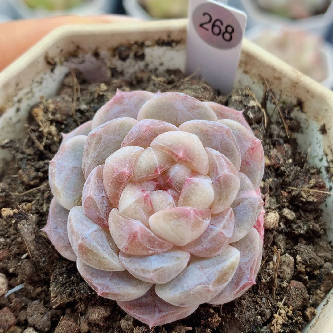 糖心58包邮  群生不包整268