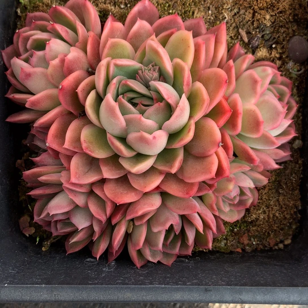 2980杂交精品基地13厘米